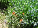 PICTURES/Spectra Point - Rampart Trail Overlook/t_Aspen Bluebells & Scarlet Paintbrush1.jpg